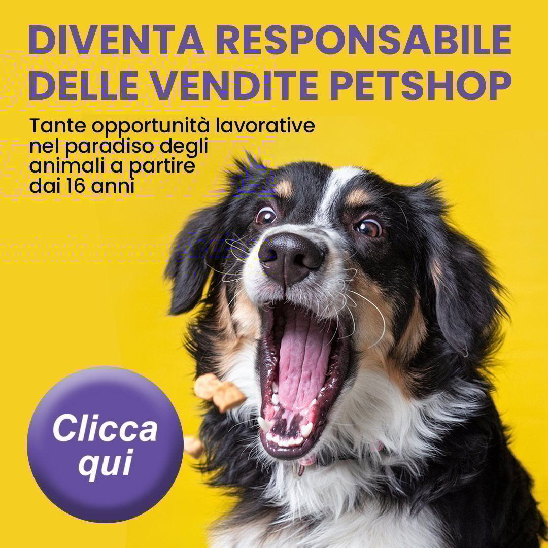 dem-Petshop-3