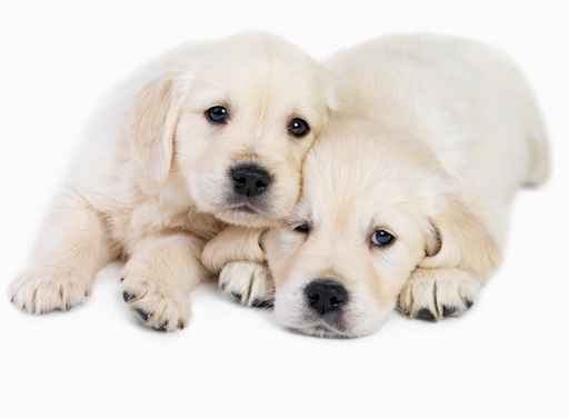 fotolia_8900148due labrador cuccioli